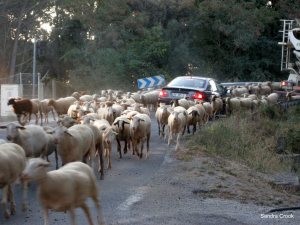 sheep-and-car
